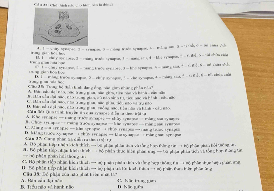 Chú thích nào cho hình bên là đúng?
A. 1 - chùy synapse, 2 - synapse, 3-màng trước synapse, 4 - màng sau, 5 - ti thể, 6 - túi chứa chất
trung gian hóa học
B. 1 — chùy synapse, 2 - màng trước synapse, 3 - màng sau, 4-khe synapse, 5 - ti thể, 6 - túi chứa chất
trung gian hóa học
C. 1 - chùy synapse, 2 - màng trước synapse, 3 - khe synapse, 4 - màng sau, 5 - tí thể, 6- túi chứa chất
trung gian hóa học
D. 1 - màng trước synapse, 2 - chùy synapse, 3 - khe synapse, 4 - màng sau, 5 - ti thể, 6 - túi chứa chất
trung gian hóa học
Câu 35: Trong hệ thần kinh dạng ống, não gồm những phần nào?
A. Bán cầu đại não, não trung gian, não giữa, tiểu não và hành - cầu não
B. Bán cầu đại não, não trung gian, củ não sinh tư, tiểu não và hành - cầu não
C. Bán cầu đại não, não trung gian, não giữa, tiểu não và trụ não
D. Bán cầu đại não, não trung gian, cuống não, tiểu não và hành - cầu não.
Câu 36: Qua trình truyền tin qua synapse diễn ra theo trật tự
A. Khe synapse → màng trước synapse → chùy synapse → màng sau synapse
B. Chùy synapse → màng trước synapse → khe synapse → màng sau synapse
C. Màng sau synapse → khe synapse → chùy synapse → màng trước synapse
D. Màng trước xynapse → chùy synapse → khe synapse → màng sau synapse
Cầu 37: Cung phản xạ diễn ra theo trật tự:
A. Bộ phận tiếp nhận kích thích → bộ phận phân tích và tổng hợp thông tin → bộ phận phản hồi thông tin
B. Bộ phận tiếp nhận kích thích → bộ phận thực hiện phản ứng → bộ phận phân tích và tổng hợp thông tin
→ bộ phận phản hồi thông tin
C. Bộ phận tiếp nhận kích thích → bộ phận phân tích và tổng hợp thông tin → bộ phận thực hiện phản ứng
D. Bộ phận tiếp nhận kích thích → bộ phận trả lời kích thích → bộ phận thực hiện phản ứng
Câu 38: Bộ phận của não phát triển nhất là?
A. Bán cầu đại não C. Não trung gian
B. Tiểu não và hành não D. Não giữa