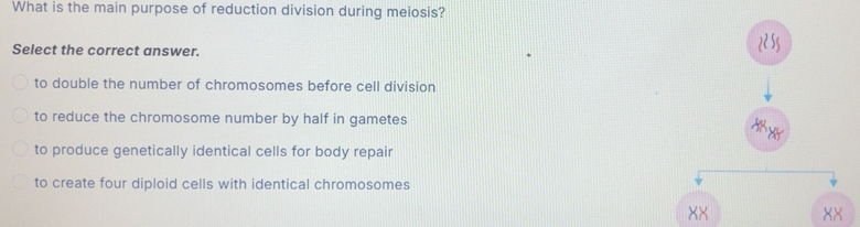 Risolto:What is the main purpose of reduction division during meiosis ...