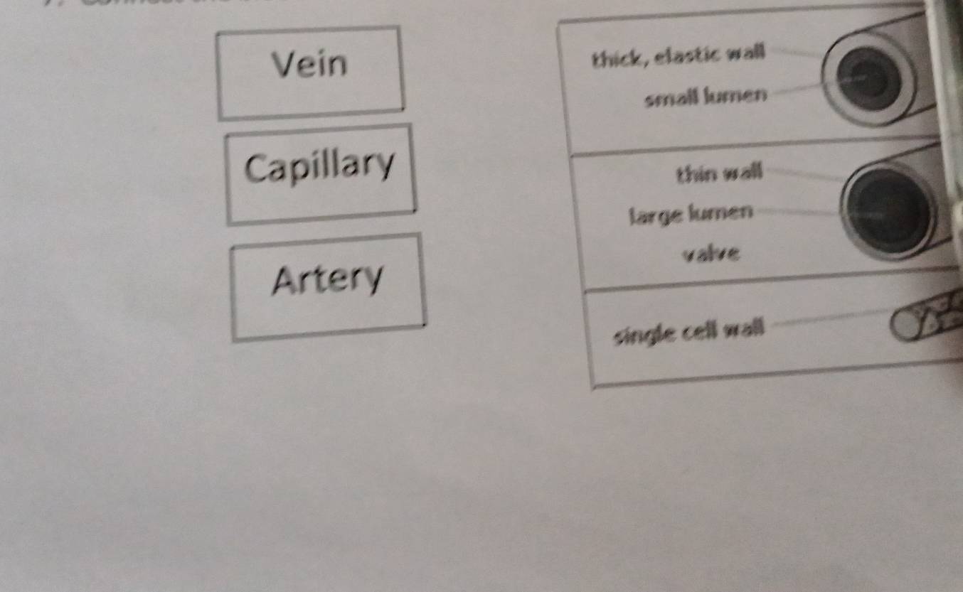 Vein
Capillary
Artery