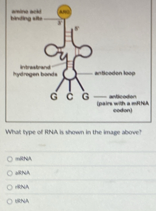 mRNA
aRNA
rRNA
tRNA