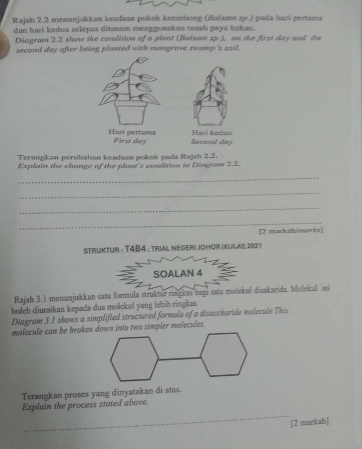 Rajah 2.2 menunjukkan keadaan pokok keembung (Balsam sp.) pada hari pertama 
dan hari kedua selepas ditanam menggunakan tanah paya bakau. 
Diagram 2.2 show the condition of a plant (Balsam sp.), on the first day and the 
second day after being planted with mangrove swamp's soil. 
Harí pertama Hari kedua 
First day Second day 
Terangkan perubahan keadaan pokok pada Rajah 2.2. 
Explain the change of the plant's condition in Diagram 22. 
_ 
_ 
_ 
_ 
[2 matkah/marks] 
STRUKTUR - T4B4 : TRIAL NEGERI JOHOR (KULAI) 2021 
SOALAN 4 
Rajah 3.1 menunjukkan satu formula struktur ringkas bagi satu molekul disakarida. Moleku ini 
boleh diuraikan kepada dua molekul yang lebih ringkas. 
Diagram 3.1 shows a simplified structured formula of a disaccharide molecule This 
molecule can be brokendown into two simpler molecules. 
Terangkan proses yang dinyatakan di atas. 
_ 
Explain the process stated above. 
[2 markah]