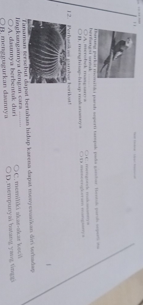 eat Eiene - Epran Kéasism
Burung parkit memiliki paruh seperti tampak pada gambar. Bentuk parsh sepert to
berfungsi untuk
A, merobek mangsanya C. mengorek makanannya
B. menghisap-hisap makanannya D.meneengkeram mangsanya
12. Perhatikan gambar berikut!
Tanaman tersebut dat bertahan hidup karena dapat menyesuaikan dir terhadap
lingkungannya dengan cara ........
A. daunnya berbentuk duri C. memilíkí akar-akar kecil
B menggugurkan daunnya D.mempunyai batang yang tinggi