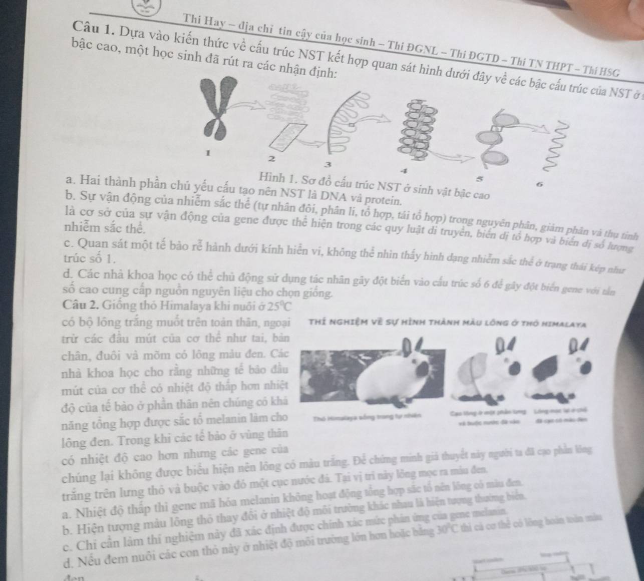 Thi Hay - địa chỉ tin cậy của học sinh - Thi ĐGNL - Thi ĐGTD - Thí TN THPT SG
bậc cao, một học sinh đã rút ra các n
Câu 1. Dựa vào kiến thức về cấu trúc NST kết hợp quan sá NST ở
6
cấu trúc NST ở sinh vật bậc cao
a. Hai thành phần chủ yếu cấu tạo nên NST là DNA và protein.
b. Sự vận động của nhiễm sắc thể (tự nhân đội, phân li, tổ hợp, tái tổ hợp) trong nguyên phân, giảm phân và thụ tinh
nhiễm sắc thể.
là cơ sở của sự vận động của gene được thể hiện trong các quy luật di truyền, biển dị tổ hợp và biển dị số lượng
c. Quan sát một tế bào rễ hành dưới kính hiển vi, không thể nhìn thấy hình dạng nhiễm sắc thể ở trạng thái kép như
trúc số 1.
d. Các nhà khoa học có thể chủ động sử dụng tác nhân gây đột biển vào cấu trúc số 6 để gây đột biển gene với tần
số cao cung cấp nguồn nguyên liệu cho chọn giống.
Câu 2. Giống thỏ Himalaya khi nuôi ở 25°C
có bộ lồng trắng muốt trên toàn thân, ngoại THÍ NGHIệM Về Sự Hình thành màu lồng ở thỏ Himalaya
trừ các đầu mút của cơ thể như tai, 
chân, đuôi và mõm có lông màu đen. 
nhà khoa học cho rằng những tế bảo 
mút của cơ thể có nhiệt độ thắp hơn n
độ của tế bào ở phần thân nên chúng có 
năng tổng hợp được sắc tổ melanin làm 
lông đen. Trong khi các tế bảo ở vùng t 
có nhiệt độ cao hơn nhưng các gene của
chúng lại không được biểu hiện nên lông có màu trắng. Để chứng minh giả thuyết này người ta đã cạo phần lông
trăng trên lưng thỏ và buộc vào đó một cục nước đá. Tại vị trì này lỏng mọc ra màu đen.
a. Nhiệt độ thấp thì gene mã hóa melanin không hoạt động tổng hợp sác tổ nên lông có màu đen.
b. Hiện tượng màu lông thỏ thay đổi ở nhiệt độ môi trường khác nhau là hiện tượng thường biển,
c. Chi cần làm thí nghiệm này đã xác định được chính xác mức phản ứng ở ne melanin.
d. Nếu đem nuôi các con thỏ này ở nhiệt độ môi trường lớn hơn hoặc bằng 30°C thì cá cơ thê có lông hoàn toàn mẫu
1