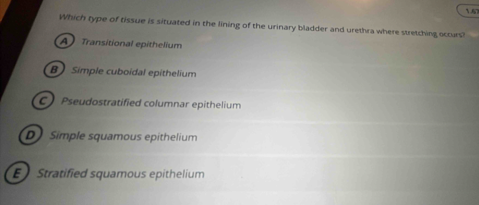 1.67
Which type of tissue is situated in the lining of the urinary bladder and urethra where stretching occurs?
ATransitional epithelium
B Simple cuboidal epithelium
C Pseudostratified columnar epithelium
D Simple squamous epithelium
E Stratified squamous epithelium