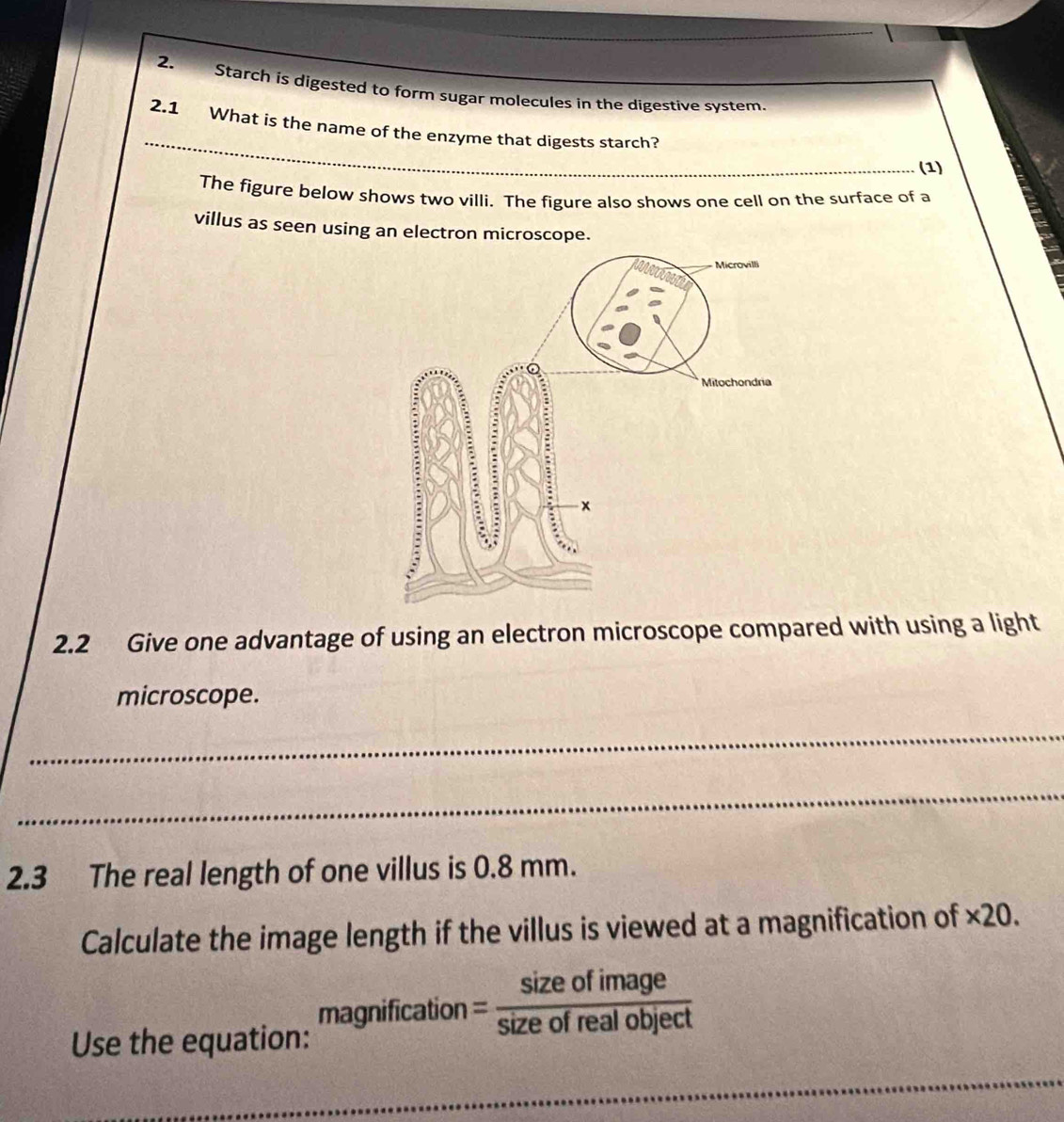 Starch is digested to form sugar molecules in the digestive system. 
2.1 What is the name of the enzyme that digests starch? 
_(1) 
The figure below shows two villi. The figure also shows one cell on the surface of a 
villus as seen using an electron microscope. 
2.2 Give one advantage of using an electron microscope compared with using a light 
microscope. 
_ 
_ 
2.3 The real length of one villus is 0.8 mm. 
Calculate the image length if the villus is viewed at a magnification of * 20. 
magnification = sizeofimage/sizeofrealobject 
Use the equation: 
_