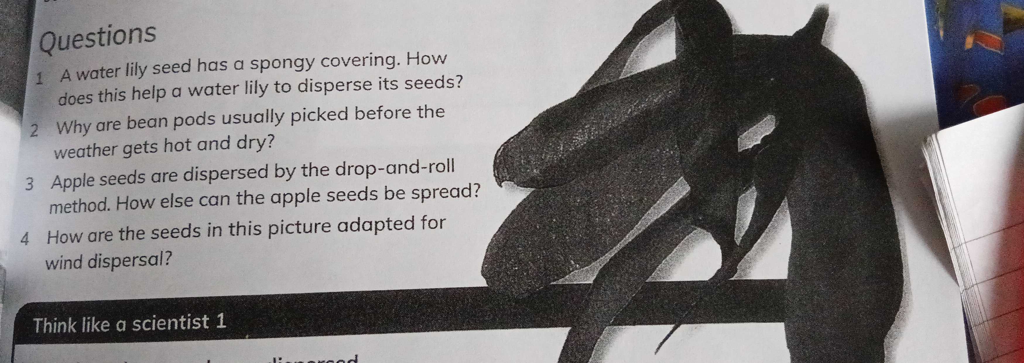 A water lily seed has a spongy covering. How 
does this help a water lily to disperse its seeds? 
2 Why are bean pods usually picked before the 
weather gets hot and dry? 
3 Apple seeds are dispersed by the drop-and-roll 
method. How else can the apple seeds be spread? 
4 How are the seeds in this picture adapted for 
wind dispersal? 
Think like a scientist 1