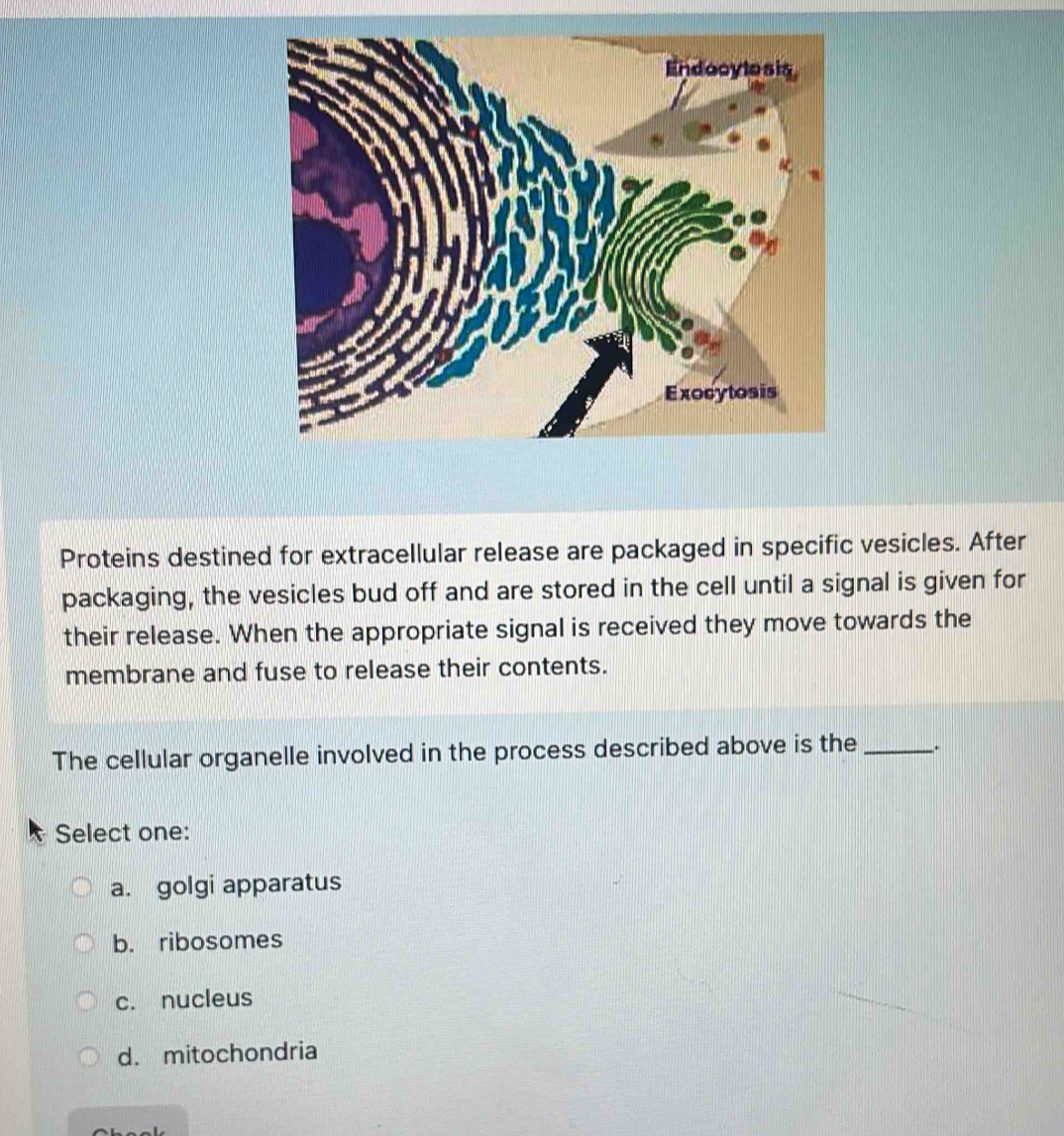 Proteins destined for extracellular release are packaged in specific vesicles. After
packaging, the vesicles bud off and are stored in the cell until a signal is given for
their release. When the appropriate signal is received they move towards the
membrane and fuse to release their contents.
The cellular organelle involved in the process described above is the _..
Select one:
a. golgi apparatus
b. ribosomes
c. nucleus
d. mitochondria