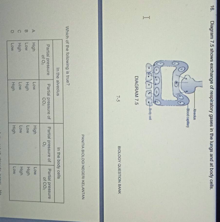 Diagram 7.5 shows exchange of respiratory gases in the lungs and at body cells.
7-5 BIOLOGY QUESTION BANK
PANITIA BIOLOGI NEGERI KELANTAN
Which of the following is true?