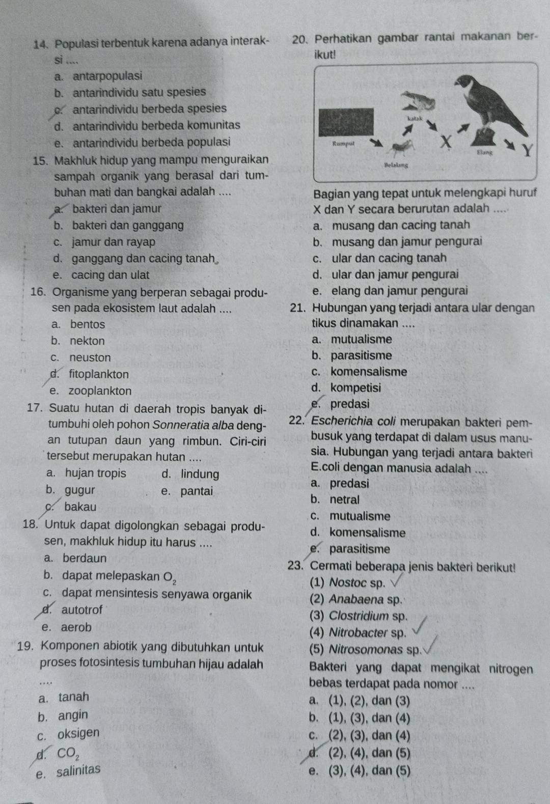 Populasi terbentuk karena adanya interak- 20. Perhatikan gambar rantai makanan ber-
si .... ikut!
a. antarpopulasi
b. antarindividu satu spesies. antarindividu berbeda spesies
d. antarindividu berbeda komunitas
e. antarindividu berbeda populasi 
15. Makhluk hidup yang mampu menguraikan
sampah organik yang berasal dari tum-
buhan mati dan bangkai adalah .... Bagian yang tepat untuk melengkapi huruf
a. bakteri dan jamur X dan Y secara berurutan adalah ....
b. bakteri dan ganggang a. musang dan cacing tanah
c. jamur dan rayap b. musang dan jamur pengurai
d. ganggang dan cacing tanah c. ular dan cacing tanah
e. cacing dan ulat d. ular dan jamur pengurai
16. Organisme yang berperan sebagai produ- e. elang dan jamur pengurai
sen pada ekosistem laut adalah .... 21. Hubungan yang terjadi antara ular dengan
a. bentos tikus dinamakan ....
b. nekton a. mutualisme
c. neuston b. parasitisme
d. fitoplankton c. komensalisme
e. zooplankton d. kompetisi
17. Suatu hutan di daerah tropis banyak di- e. predasi
tumbuhi oleh pohon Sonneratia alba deng- 22. Escherichia coli merupakan bakteri pem-
an tutupan daun yang rimbun. Ciri-ciri busuk yang terdapat di dalam usus manu-
tersebut merupakan hutan ....
sia. Hubungan yang terjadi antara bakteri
a. hujan tropis d. lindung
E.coli dengan manusia adalah ....
a. predasi
b. gugur e. pantai b. netral
c. bakau
c. mutualisme
18. Untuk dapat digolongkan sebagai produ- d. komensalisme
sen, makhluk hidup itu harus .... e. parasitisme
a. berdaun
23. Cermati beberapa jenis bakteri berikut!
b. dapat melepaskan O_2 (1) Nostoc sp.
c. dapat mensintesis senyawa organik (2) Anabaena sp.
d. autotrof (3) Clostridium sp.
e. aerob (4) Nitrobacter sp.
19. Komponen abiotik yang dibutuhkan untuk (5) Nitrosomonas sp
proses fotosintesis tumbuhan hijau adalah Bakteri yang dapat mengikat nitrogen
bebas terdapat pada nomor ....
a. tanah a. (1), (2), dan (3)
b. angin b. (1), (3), dan (4)
c. oksigen c. (2), (3), dan (4)
d. CO_2 d. (2), (4), dan (5)
e. salinitas e. (3), (4), dan (5)