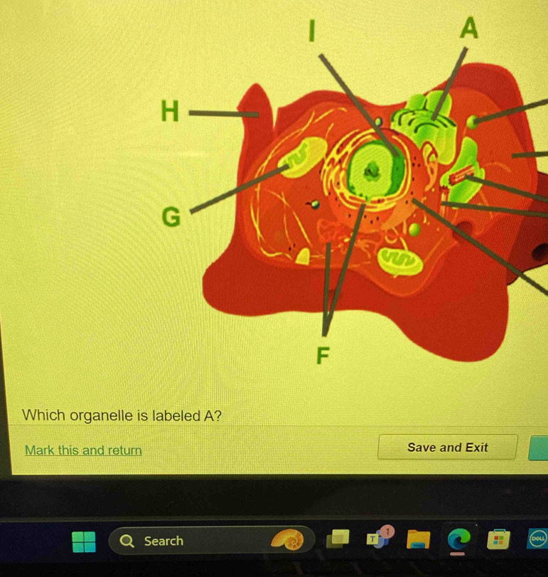 Which organelle is labeled A? 
Mark this and return Save and Exit 
Search