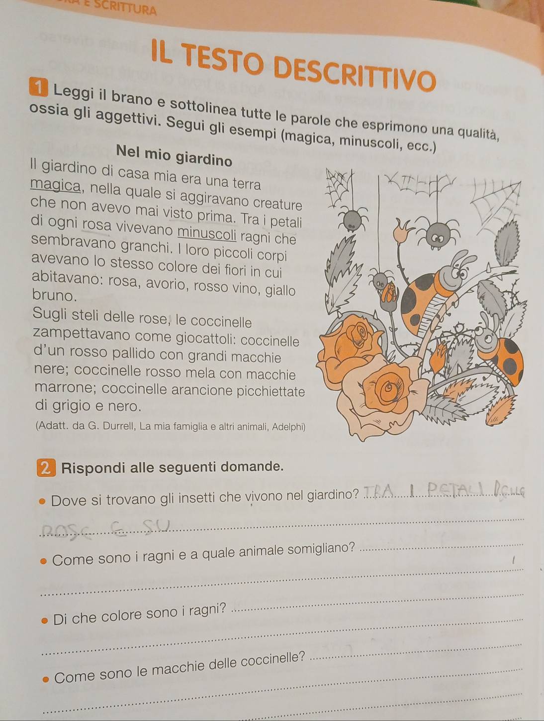 IL TESTO DESCRITTIVO 
1 Leggi il brano e sottolinea tutte le parole che esprimono una qualità, 
ossia gli aggettivi. Segui gli esempi (magica, minuscoli, ecc.) 
Nel mio giardino 
Il giardino di casa mia era una terra 
magica, nella quale si aggiravano creature 
che non avevo mai visto prima. Tra i petali 
di ogni rosa vivevano minuscoli ragni che 
sembravano granchi. I loro piccoli corpi 
avevano lo stesso colore dei fiori in cui 
abitavano: rosa, avorio, rosso vino, giallo 
bruno. 
Sugli steli delle rose, le coccinelle 
zampettavano come giocattoli: coccinelle 
d’un rosso pallido con grandi macchie 
nere; coccinelle rosso mela con macchie 
marrone; coccinelle arancione picchiettate 
di grigio e nero. 
(Adatt. da G. Durrell, La mia famiglia e altri animali, Adelphi) 
2 Rispondi alle seguenti domande. 
Dove si trovano gli insetti che vivono nel giardino?_ 
_ 
_ 
_ 
Come sono i ragni e a quale animale somigliano? 
_Di che colore sono i ragni? 
_ 
_Come sono le macchie delle coccinelle? 
_ 
_