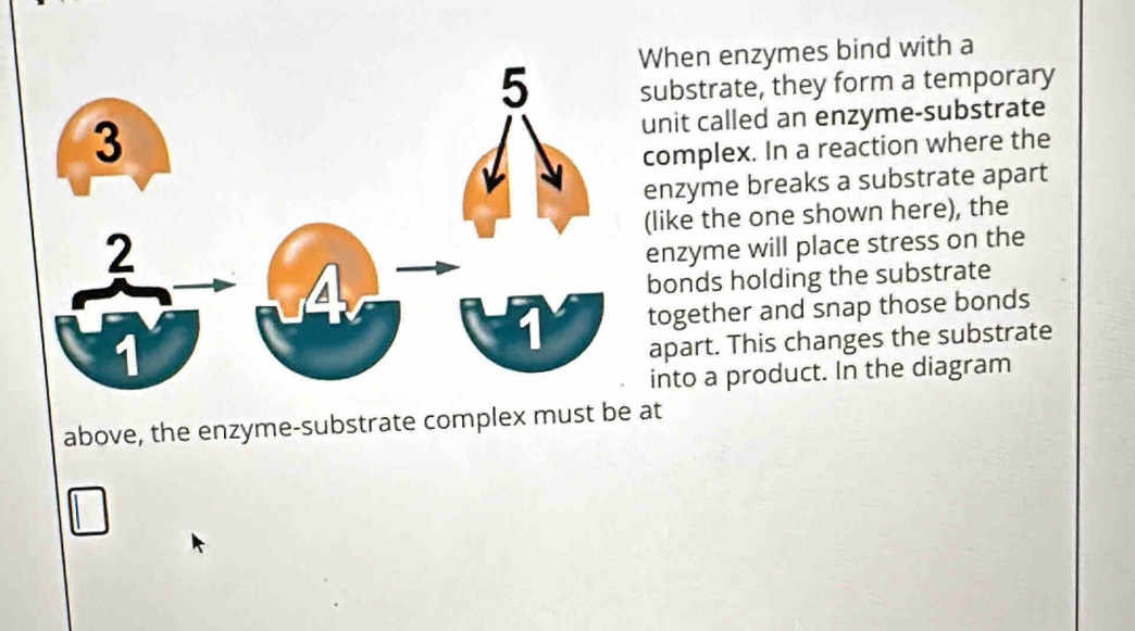 When enzymes bind with a 
substrate, they form a temporary 
unit called an enzyme-substrate 
complex. In a reaction where the 
enzyme breaks a substrate apart 
(like the one shown here), the 
enzyme will place stress on the 
bonds holding the substrate 
together and snap those bonds 
apart. This changes the substrate 
into a product. In the diagram 
above, the enzyme-substrate complex must be at