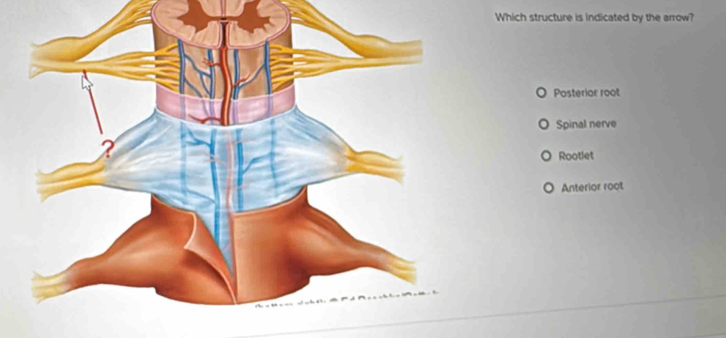 Which structure is indicated by the arrow?
Posterior root
Spinal nerve
Rootlet
Anterior root