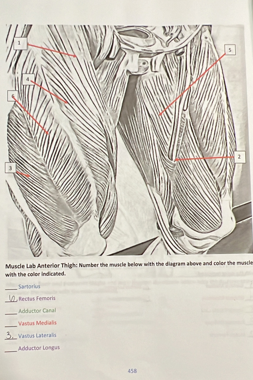 6 
3 
Muscle Lab Anterior Thigh: Number the muscle below with the diagram above and color the muscle 
with the color indicated. 
_Sartorius 
_; Rectus Femoris 
_ 
Adductor Canal 
_ 
Vastus Medialis 
_Vastus Lateralis 
_ 
Adductor Longus
458