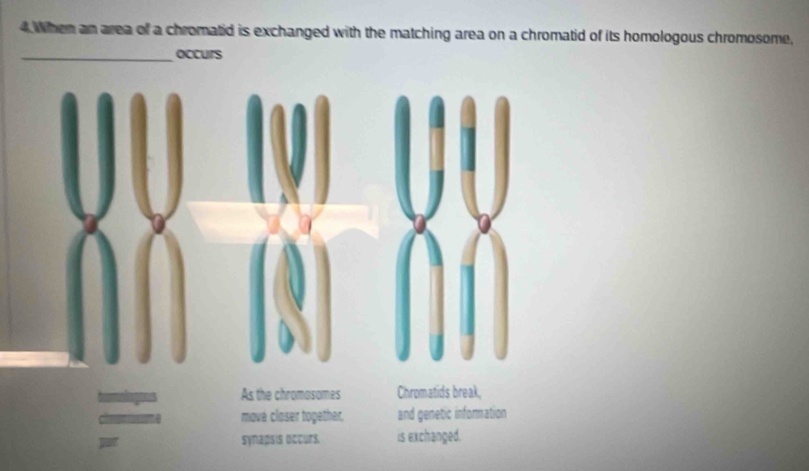 When an area of a chromatid is exchanged with the matching area on a chromatid of its homologous chromosome, 
_occurs 
As the chromasomes Chromatids break, 
mové closer together, and genetic information 
synapsis occurs. is exchanged.