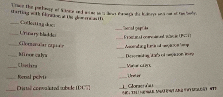 Trace the pathway of filtrate and urine as it flows through the kidneys and out of the body, 
starting with filtration at the glomerulus (1). 
_Collecting duct 
_Renal papilla 
_Urinary bladder 
_Proximal convoluted tubule (PCT) 
_Glomerular capsule _Ascending limb of nephron loop 
_Minor calyx _Descending limb of nephron loop 
_Urethra _Major calyx 
_Renal pelvis _Ureter 
_Distal convoluted tubule (DCT) _1Glomerulus 
BIOL 236 | HUMAN ANATOMY AND PHYSIOLOGY 477