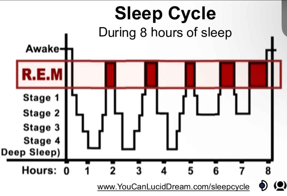 Solved: Sleep Cycle During 8 hours of sleep Awake R.E.M Stage 1 Stage 2 ...