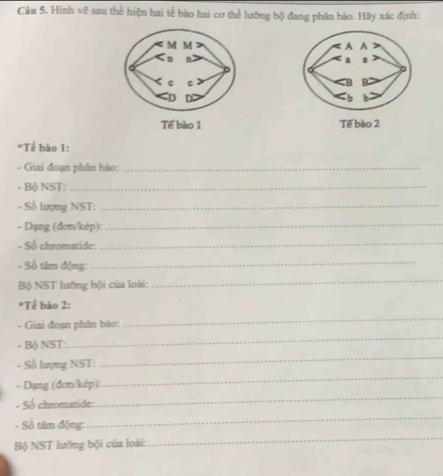 Hình vẽ sau thể hiện hai tế bảo hai cơ thể lưỡng bộ đang phân bảo. Hãy xác định: 

Tế bào 2 
*Tế bào 1: 
- Giai đoạn phân bào:_ 
- Bộ NST:_ 
- Số lượng NST:_ 
- Dạng (đơn/kép):_ 
- Số chromatide:_ 
- Số tâm động: 
_ 
Bộ NST lưỡng bội của loài: 
_ 
*Tế bào 2: 
- Giai đoạn phân bào: 
_ 
- Bộ NST: 
_ 
- Số lượng NST: 
_ 
_ 
- Dạng (đơn/kép): 
_ 
- Số chromatide: 
- Số tâm động: 
_ 
Bộ NST lưỡng bội của loài: 
_