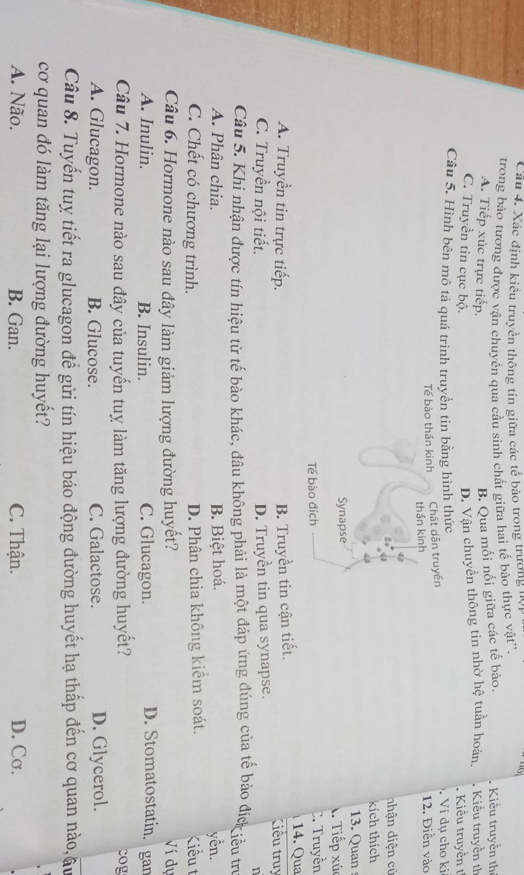 Cầu 4. Xác định kiều truyền thông tin giữa các tế bào trong trương nợn
trong bào tương được vận chuyển qua cầu sinh chất giữa hai tế bào thực vật'.
B. Qua mối nối giữa các tế bào.
.  Kiểu truyền thể
A. Tiếp xúc trực tiếp.  Kiểu truyền th
D. Vận chuyển thông tin nhờ hệ tuần hoàn.
C. Truyền tin cục bộ.  Kiểu truyền t
Câu 5. Hình bên mô tả quá trình truyền tin bằng hình thức
. Ví dụ cho ki
Tế bào thán kinh Chắt dẫn truyền
thần kinh 12. Điền vào
4
nhận diện củ
kích thích
13. Quan
Synapse 1. Tiếp xú
Tế bào đích C. Truyền
A. Truyền tin trực tiếp. B. Truyền tin cận tiết.
14. Qua
Kiểu truy
C. Truyền nội tiết. D. Truyền tin qua synapse.
n
Câu 5. Khi nhận được tín hiệu từ tế bào khác, đâu không phải là một đáp ứng đúng của tế bào đíc iểu tr
A. Phân chia. B. Biệt hoá.
yên.
D. Phân chia không kiểm soát.
C. Chết có chương trình. Kiểu t
Câu 6. Hormone nào sau đây làm giảm lượng đường huyết? Ví dụ
D. Stomatostatin.
A. Inulin. B. Insulin. C. Glucagon. gan
Câu 7. Hormone nào sau đây của tuyến tuỵ làm tăng lượng đường huyết? cog
A. Glucagon. B. Glucose. C. Galactose. D. Glycerol.
Câu 8. Tuyến tuy tiết ra glucagon để gửi tín hiệu báo động đường huyết hạ thấp đến cơ quan nào,âu
cơ quan đó làm tăng lại lượng đường huyết?
A. Não. B. Gan. C. Thận. D. Cơ.