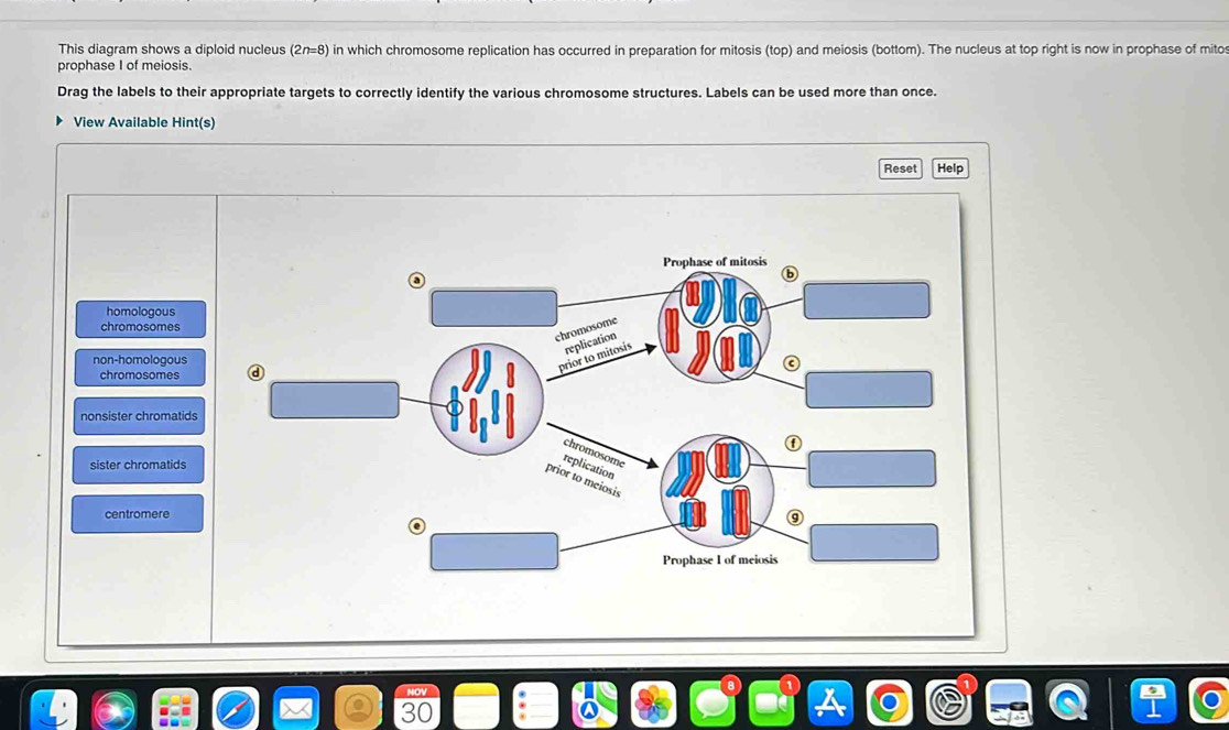 This diagram shows a diploid nucleus (2n=8) in which chromosome replication has occurred in preparation for mitosis (top) and meiosis (bottom). The nucleus at top right is now in prophase of mito
prophase I of meiosis.
Drag the labels to their appropriate targets to correctly identify the various chromosome structures. Labels can be used more than once.
View Available Hint(s)
Reset Help
Prophase of mitosis
ⓑ
homologous
chromosomes
chromosome
non-homologous
prior to mitosis replication
chromosomes ④ ⓒ
nonsister chromatids
①
chromosome
sister chromatids
replication
prior to meiosis
centromere
Prophase I of meiosis