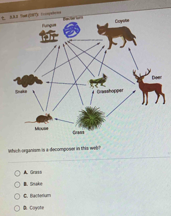 erns
Which organism is a decomposer in this web?
A. Grass
B. Snake
C. Bacterium
D. Coyote