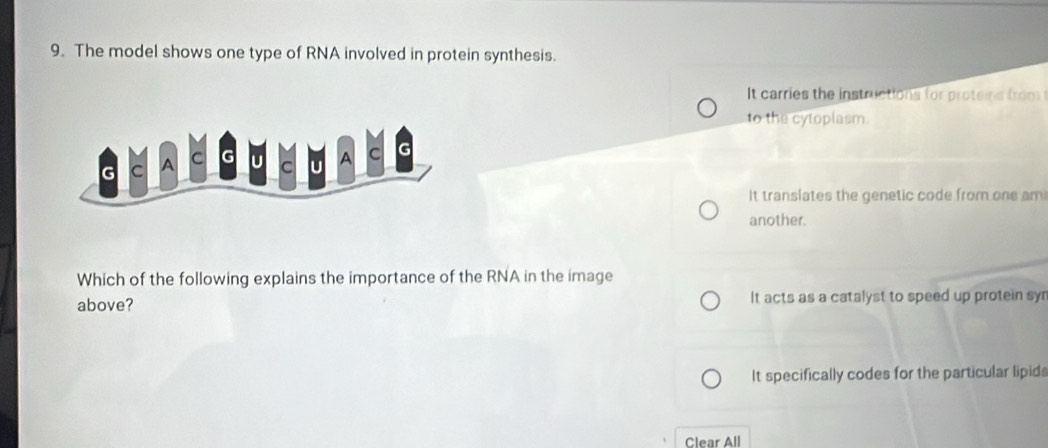 The model shows one type of RNA involved in protein synthesis.
It carries the instructions for proteins from 
to the cytoplasm.
It translates the genetic code from one am
another.
Which of the following explains the importance of the RNA in the image
above? It acts as a catalyst to speed up protein syr
It specifically codes for the particular lipid
Clear All