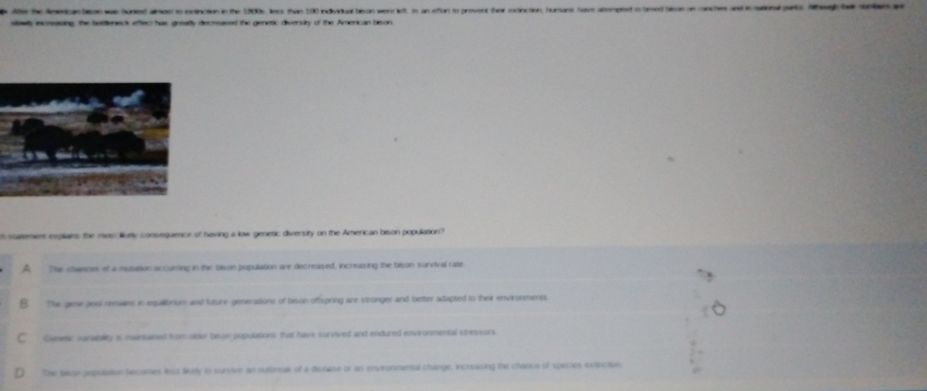 Abe he American bisas was hunted almper to extinction in the 1800s, less than 100 individual bison were left. In an effort to prevent their extinction, hunsans havs attempted to tireed bisos on ronches an
slowls excreasing, the botlleneck effer has greafly decreased the genetic diversity of the American bison
statement explains the most likeely consequence of having a low genetic divertity on the American bison population?
A The chances of a mutation occuming in the bison population are decreased, increasing the bison survival rate
B The gime posi remains in eguilibrium and future generations of bison offspring are stronger and better adapted to their environments
Gienesic vanabllty is maintaised from older beon populations that have survived and endured envronmental stressors
The Sasun population becomes less likily to survive an outbreak of a disease or an enronmental change, increasing the chance of species exnction,