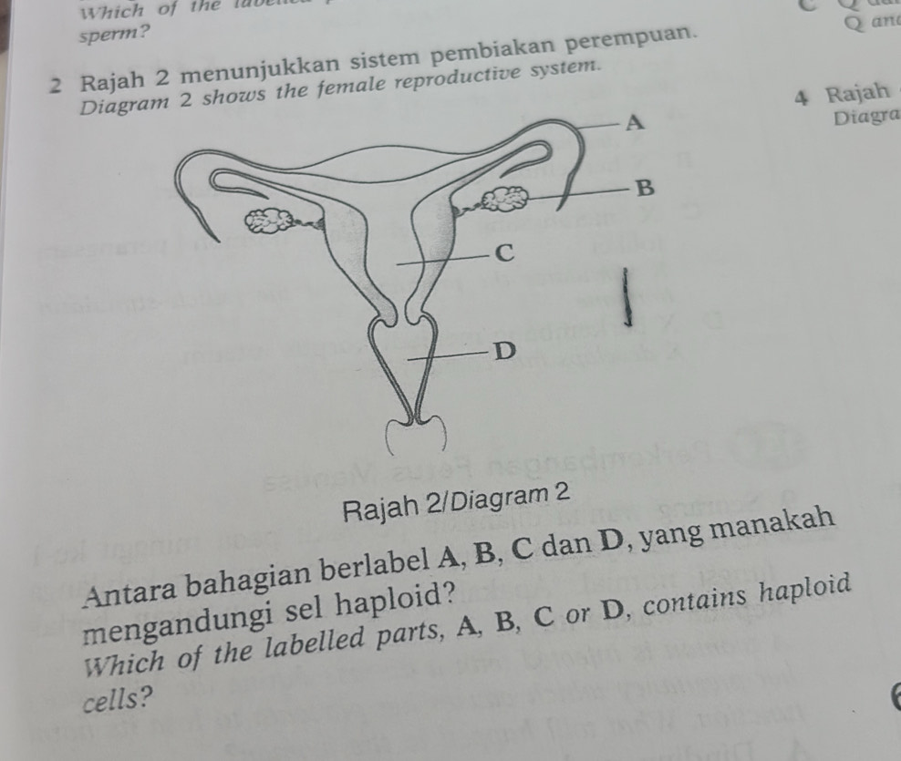 hich of the la b 
C 
sperm? 
2 Rajah 2 menunjukkan sistem pembiakan perempuan. 
Qan 
Diagrhows the female reproductive system. 
4 Rajah 
Diagra 
Rajah 2/Diagram 2 
Antara bahagian berlabel A, B, C dan D, yang manakah 
mengandungi sel haploid? 
Which of the labelled parts, A, B, C or D, contains haploid 
cells?