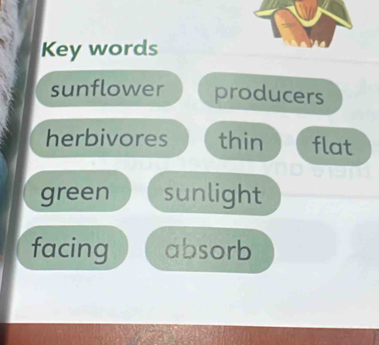 Key words 
sunflower producers 
herbivores thin flat 
green sunlight 
facing absorb