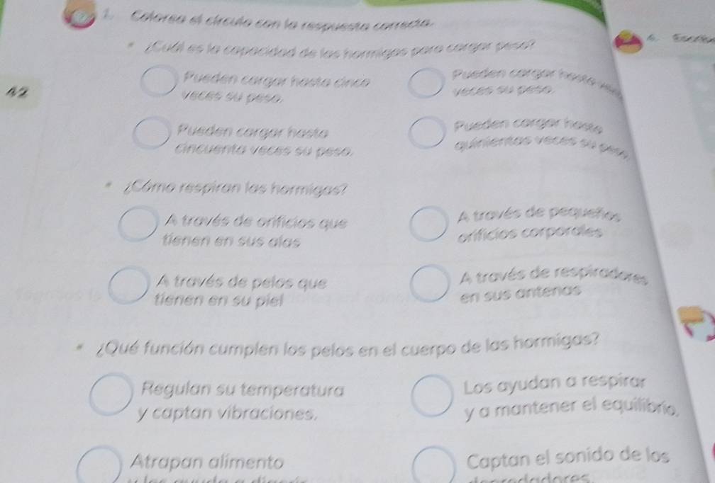 Colarsa el círcula con la respuesta correcía.
¡Cuál es la capacidad de las hormigas para cargar peso?
Pueden cargar hasta cinco
Pueñen corgar heste va
42
veces su peso.
vecés su peso
Pueden cargar hasl
Pueden cargar hasto quinientas vaces su pes
cincuenta veces su peso.
¿Cámo respiran las hormigas?
A través de orifícios que A través de pequeños
tienen en sus aías
orificios corpordies
A través de pelos que A través de respiradores
tienen en su piel
en sus antenas
¿Qué función cumplen los pelos en el cuerpo de las hormigas?
Regulan su temperatura
Los ayudan a respirar
y captan vibraciones. y a mantener el equilibrio.
Atrapan alímento
Captan el sonido de los