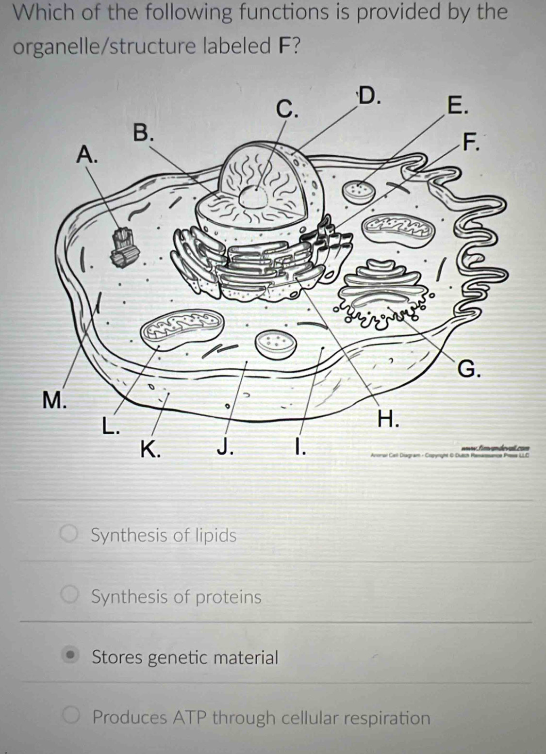 Which of the following functions is provided by the
organelle/structure labeled F?
om
LC
Synthesis of lipids
Synthesis of proteins
Stores genetic material
Produces ATP through cellular respiration