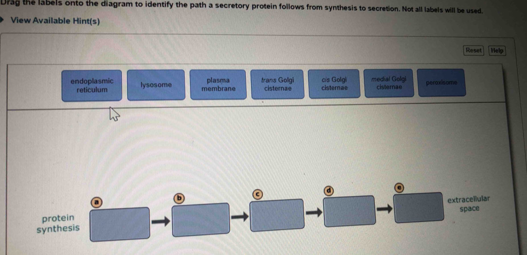 Solved: Drag the labels onto the diagram to identify the path a ...