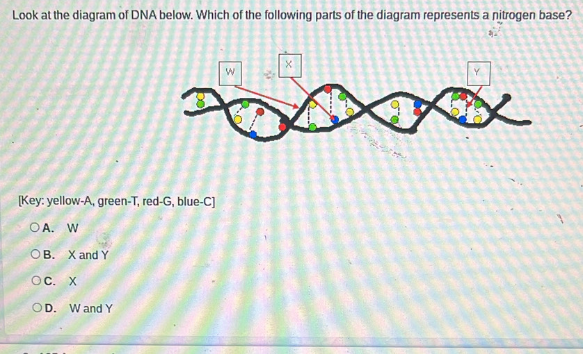 Solved: Look at the diagram of DNA below. Which of the following parts ...
