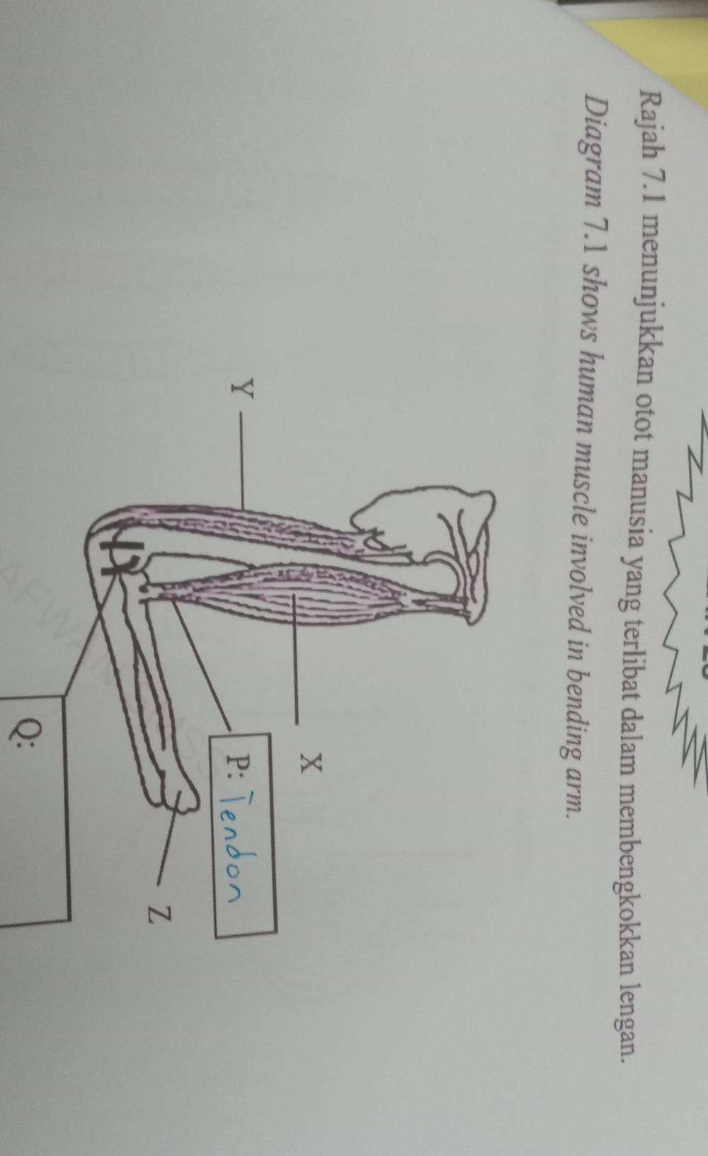 Rajah 7.1 menunjukkan otot manusia yang terlibat dalam membengkokkan lengan. 
Diagram 7.1 shows human muscle involved in bending arm. 
Q: