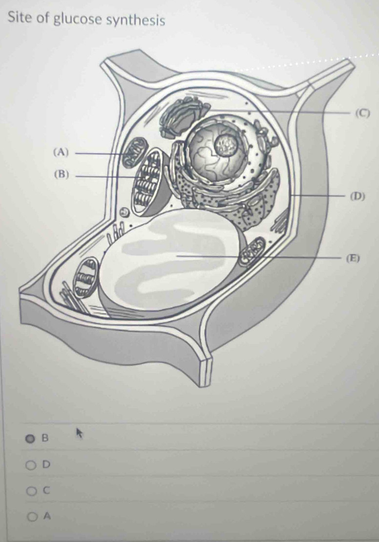 Site of glucose synthesis
C)
)
)
B
D
C
A