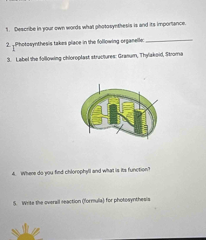 Describe in your own words what photosynthesis is and its importance. 
2. Photosynthesis takes place in the following organelle:_ 
3. Label the following chloroplast structures: Granum, Thylakoid, Stroma 
4. Where do you find chlorophyll and what is its function? 
5. Write the overall reaction (formula) for photosynthesis