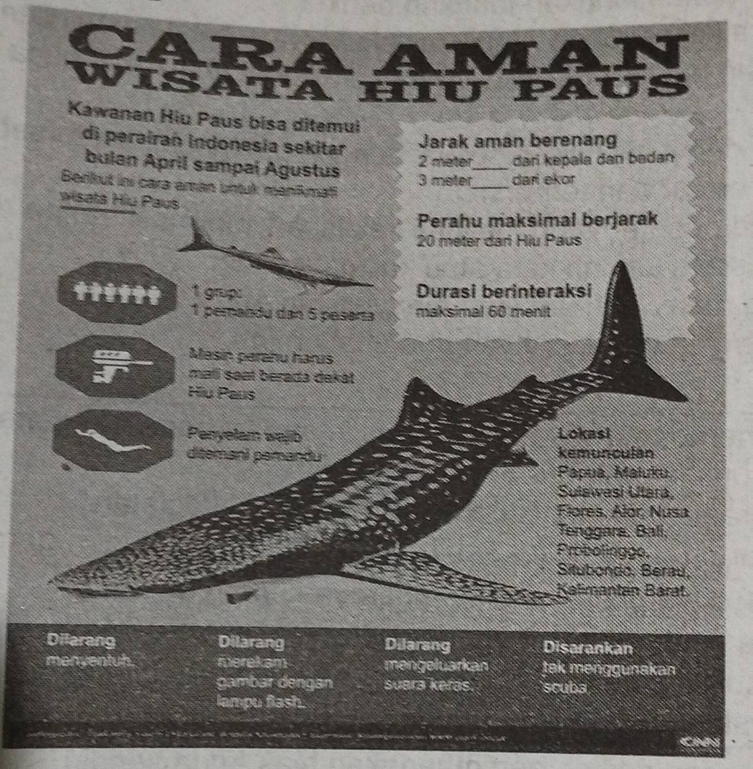 CARAAMAN 
WISATA HIU PAUS 
Kawanan Hiu Paus bisa ditemui 
di peraíran Indonesia sekitar 
Jarak aman berenang 
bulan April sampai Agustus
2 meter _ dari kepala dan badan
3 meter _ dari ekor 
Berikut ini cara aman untuk manikmati 
wisats Hiu Paus 
Perahu maksimal berjarak
20 meter dari Hiu Paus 
††!††† 1 grop: Durasi berinteraksi 
1 perandu dan 5 pasarçá maksimal 60 menit 
Masin parañu harus 
malí saạt berada dakát 
Hiu Paus 
Panyelam wejib Lokasi 
ditemanl pemandu kemunculan 
Papua, Maluku 
Sulawasi Ulara, 
Flores, Álor, Nusa 
Tenggara, Bali, 
Probolingge. 
Situbondo, Berau, 
Kalmantan Bárat 
Dilarang Dilarang Dilarang Disarankan 
menyentuh merekam mengeluarkan tek menggünakan 
gambar dengan Suara keras. scuba 
lampu flash. 
B