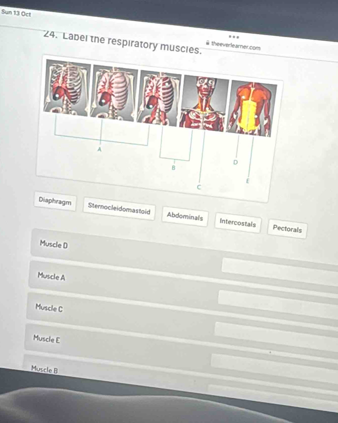 Sun 13 Oct
24. Label the respiratory muscies.
# theeverlearner.com
Sternocleidomastoid Abdominals Intercostals
Pectorals
Muscle D
Muscle A
Muscle C
Muscle E
Muscle B