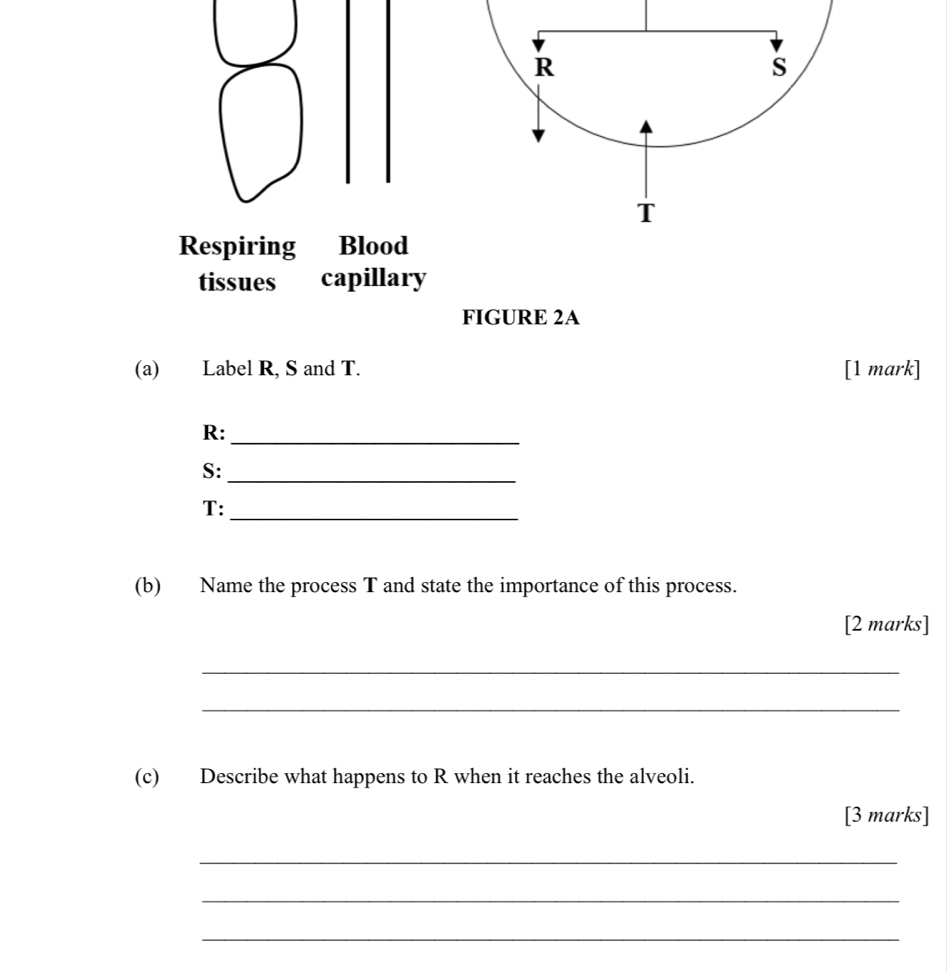 R
s
T
Respiring Blood 
tissues capillary 
FIGURE 2A 
(a) Label R, S and T. [1 mark]
R :_
S :_
T :_ 
(b) Name the process T and state the importance of this process. 
[2 marks] 
_ 
_ 
(c) Describe what happens to R when it reaches the alveoli. 
[3 marks] 
_ 
_ 
_