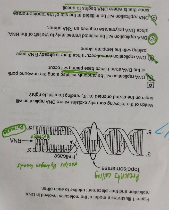 Figure 1 illustrates a model of the molecules involved in DNA
replication and their placement relative to each other.
Which of the following correctly explains where DNA replication will
begin on the strand oriented 5'□ 3' , reading from left to right?
0
A DNA replication will be randomly initiated along the unwound portic
of the DNA strand since base pairing will occur.
DNA replication cannot occur since there is already RNA base
pairing with the template strand.
© DNA replication will be initiated immediately to the left of the RNA,
since DNA polymerase requires an RNA primer.
D) DNA replication will be initiated at the site of the topoisomerase
since that is where DNA begins to uncoil.
