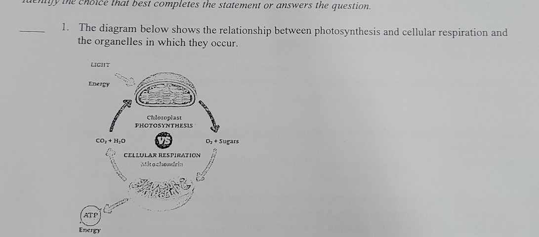 dentiy the choice that best completes the statement or answers the question.
_1. The diagram below shows the relationship between photosynthesis and cellular respiration and
the organelles in which they occur.
Encrgy