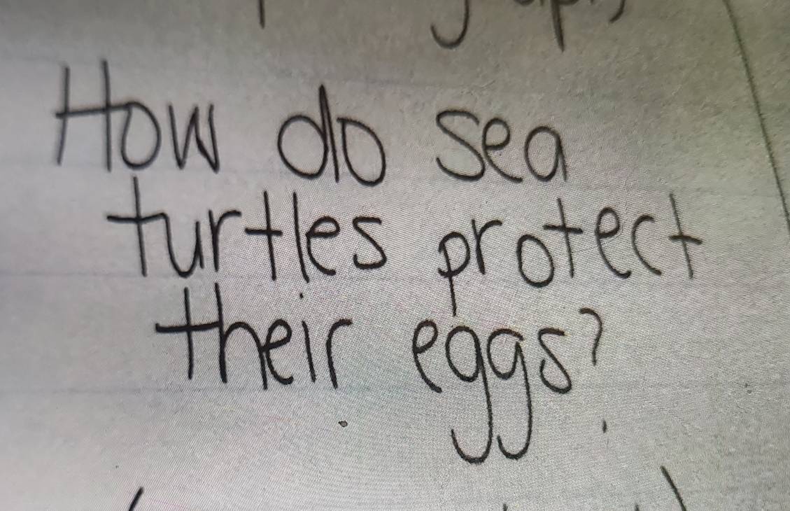 How do sea 
furtles protect 
their egge?