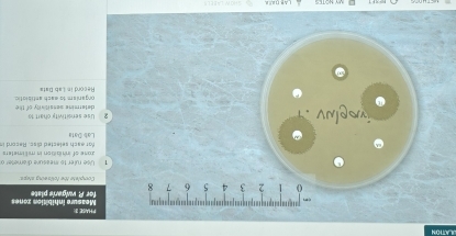 ACTIOM 
''''' Measure inhibition zones PHASE 31 
'''
0 2 3 4 5 6 7 8 for A vulgerie plate 
Complete the f'ollseing steps: 
1 Vse ruler to measure diameter o zose of inhibition in mill imeters 
Lab Data for each selected disc. Record it 
vs gwny ' 2 Use sensitivity chart 10 determine sensitivity of the 
Record in Lab Data organism to each antibiotic.