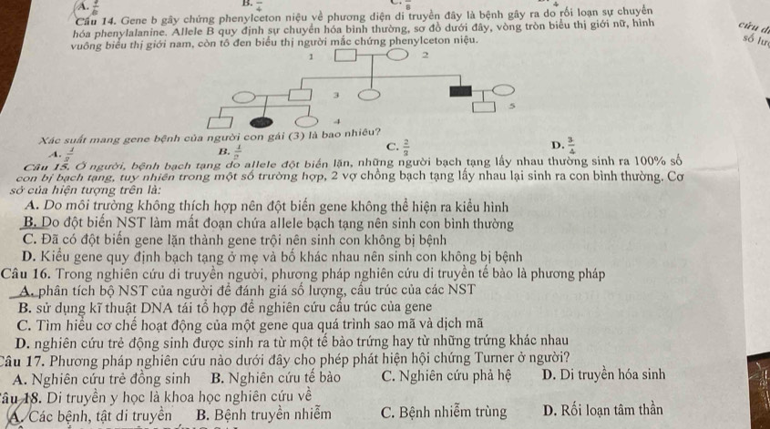 A.  3/6 
B.
4
overline 8
Cầu 14. Gene b gây chứng phenylceton niệu về phương diện di truyền đây là bệnh gây ra do rối loạn sự chuyển
hóa phenylalanine. Allele B quy định sự chuyển hóa bình thường, sơ đồ dưới đây, vòng tròn biểu thị giới nữ, hình  cứu d
vuông biểu thị giới nn tô đen biểu thị người mắc chứng phenylceton niệu.
số lư
Xác suất mang gene bệnh của người con gái (3) là
B,.4.  1/8   1/2 
D.
C.  2/3   3/4 
Câu 15. Ở người, bệnh bạch tạng do allele đột biển lặn, những người bạch tạng lấy nhau thường sinh ra 100% số
con bị bạch tạng, tuy nhiên trong một số trường hợp, 2 vợ chồng bạch tạng lấy nhau lại sinh ra con bình thường. Cơ
sở của hiện tượng trên là:
A. Do môi trường không thích hợp nên đột biến gene không thể hiện ra kiểu hình
B. Do đột biển NST làm mất đoạn chứa allele bạch tạng nên sinh con bình thường
C. Đã có đột biển gene lặn thành gene trội nên sinh con không bị bệnh
D. Kiểu gene quy định bạch tạng ở mẹ và bố khác nhau nên sinh con không bị bệnh
Câu 16. Trong nghiên cứu di truyền người, phương pháp nghiên cứu di truyền tế bào là phương pháp
A. phân tích bộ NST của người để đánh giá số lượng, cầu trúc của các NST
B. sử dụng kĩ thuật DNA tái tổ hợp để nghiên cứu cầu trúc của gene
C. Tìm hiểu cơ chế hoạt động của một gene qua quá trình sao mã và dịch mã
D. nghiên cứu trẻ động sinh được sinh ra từ một tế bào trứng hay từ những trứng khác nhau
Câu 17. Phương pháp nghiên cứu nào dưới đây cho phép phát hiện hội chứng Turner ở người?
A. Nghiên cứu trẻ đồng sinh B. Nghiên cứu tế bào C. Nghiên cứu phả hệ D. Di truyền hóa sinh
Tâu 18. Di truyền y học là khoa học nghiên cứu về
A. Các bệnh, tật di truyền B. Bệnh truyền nhiễm C. Bệnh nhiễm trùng D. Rối loạn tâm thần