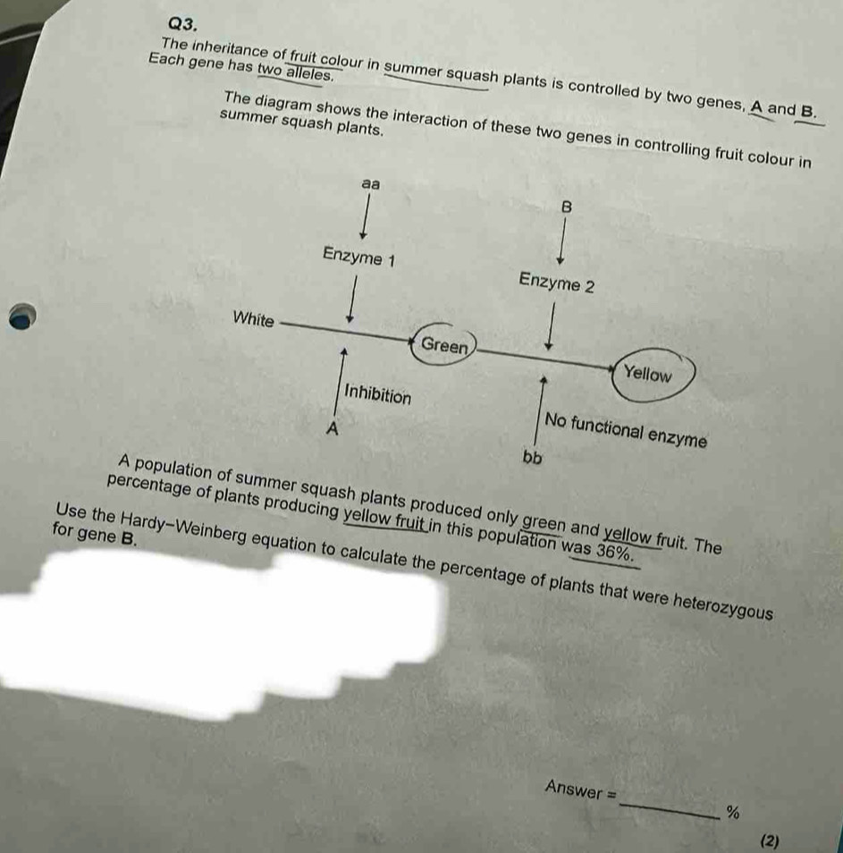 Each gene has two alleles. 
The inheritance of fruit colour in summer squash plants is controlled by two genes, A and B. 
summer squash plants. 
The diagram shows the interaction of these two genes in controlling fruit colour in 
A populatier squash plants produced only green and yellow fruit. The 
percentage of plants producing yellow fruit in this population was 36%. 
for gene B. 
Use the Hardy-Weinberg equation to calculate the percentage of plants that were heterozygous 
Answer =_ % 
(2)