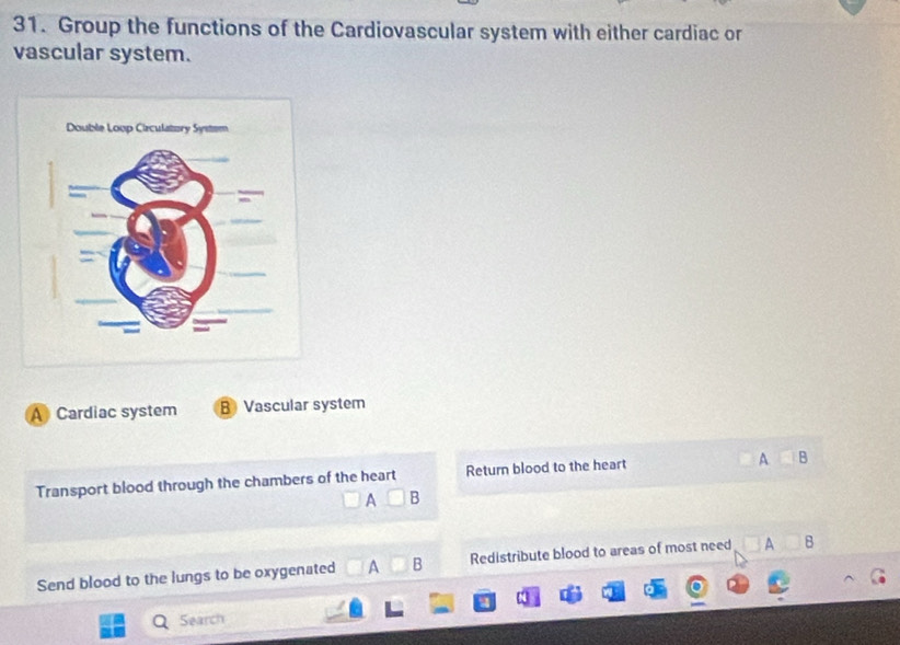 Group the functions of the Cardiovascular system with either cardiac or
vascular system.
A Cardiac system B Vascular system
Transport blood through the chambers of the heart Return blood to the heart
A □ B
A P 
Send blood to the lungs to be oxygenated A □ B Redistribute blood to areas of most need □ A□ B
Search