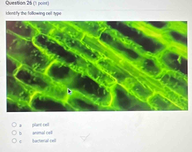 Identify the following cell type
a plant cell
b animal cell
C bacterial cell