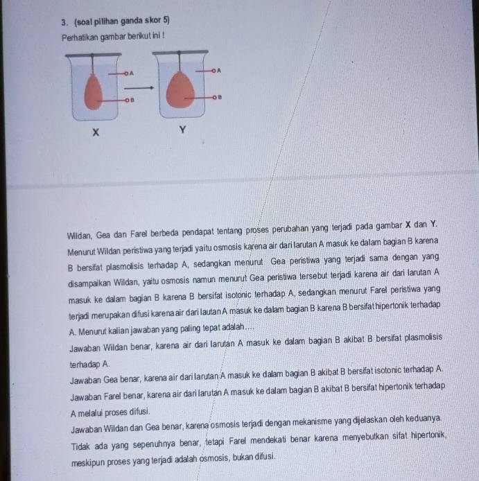 (soal pilihan ganda skor 5)
Perhatikan gambar berikut ini !
x
Y
Wildan, Gea dan Farel berbeda pendapat tentang proses perubahan yang terjadi pada gambar X dan Y.
Menurut Wildan peristiwa yang terjadi yaitu osmosis karena air dari larutan A masuk ke dalam bagian B karena
B bersifat plasmolisis terhadap A, sedangkan menurut Gea peristiwa yang terjadi sama dengan yang
disampaikan Wildan, yaitu osmosis namun menurut Gea peristiwa tersebut terjadi karena air dari larutan A
masuk ke dalam bagian B karena B bersifat isotonic terhadap A, sedangkan menurut Farel peristiwa yang
terjadi merupakan difusi karena air dari Iautan A masuk ke dalam bagian B karena B bersifat hipertonik terhadap
A. Menurut kalian jawaban yang paling tepat adalah ....
Jawaban Wildan benar, karena air dari larutan A masuk ke dalam bagian B akibat B bersifat plasmolisis
terhadap A.
Jawaban Gea benar, karena air dari Iarutan A masuk ke dalam bagian B akibat B bersifat isotonic terhadap A.
Jawaban Farel benar, karena air dari larutan A masuk ke dalam bagian B akibat B bersifat hipertonik terhadap
A melalui proses difusi.
Jawaban Wildan dan Gea benar, karena osmosis terjadi dengan mekanisme yang dijelaskan oleh keduanya.
Tidak ada yang sepenuhnya benar, tetapi Farel mendekati benar karena menyebutkan sifat hipertonik,
meskipun proses yang terjadi adalah osmosis, bukan difusi.