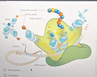 anng
transcription
translation