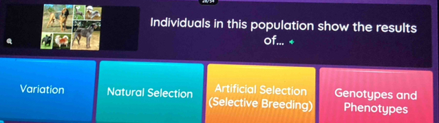 Individuals in this population show the results
a
of... +
Artificial Selection Genotypes and
Variation Natural Selection (Selective Breeding) Phenotypes